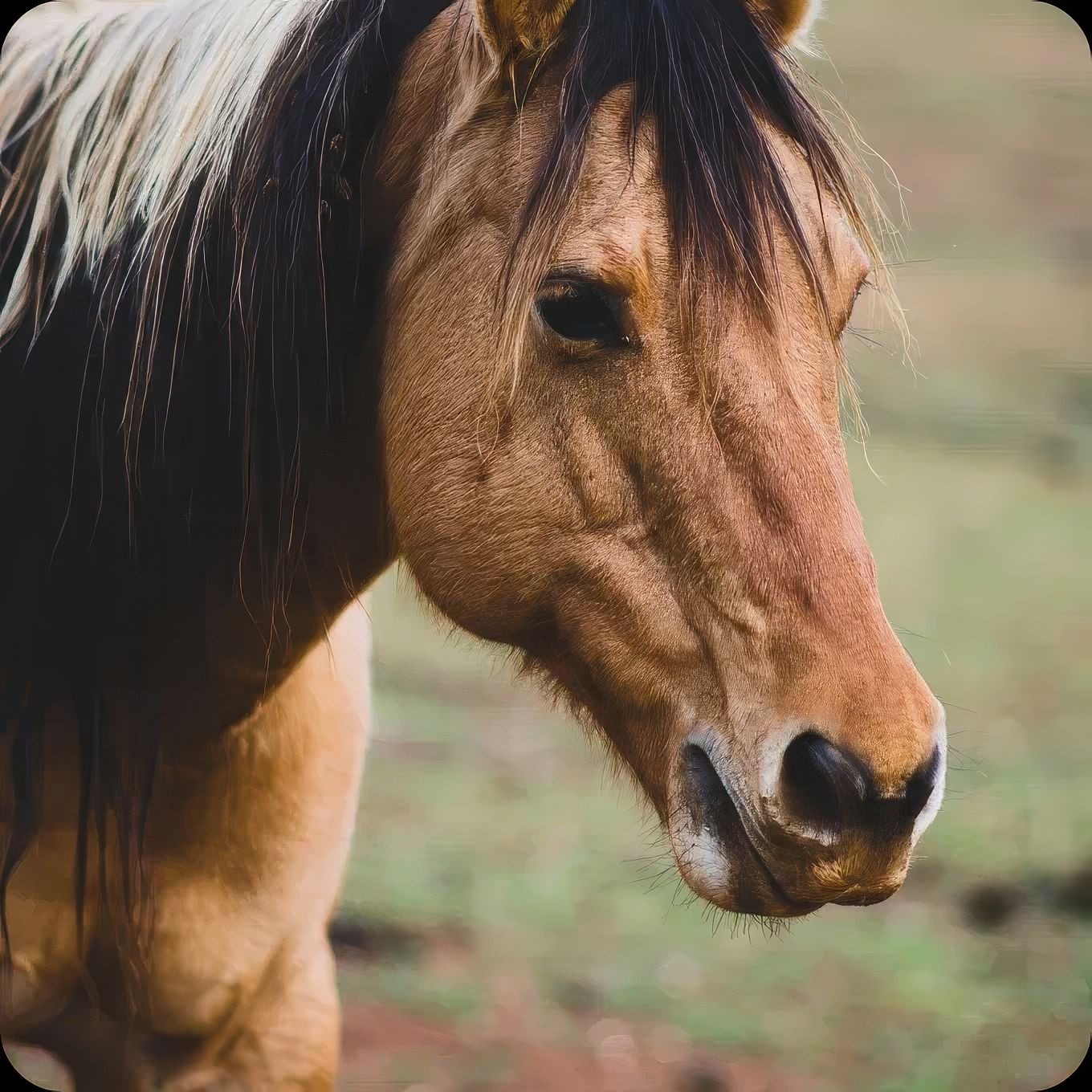 Конно-спортивный клуб Primo Posto